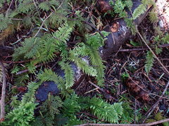 Kindbergia oregana