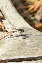 Cyrtopogon
