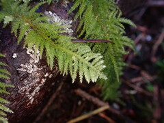 Kindbergia oregana