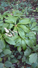 Helleborus orientalis