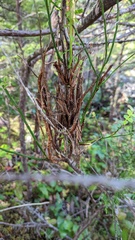 Calyptospora columnaris