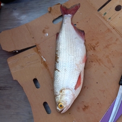 Hiodon alosoides