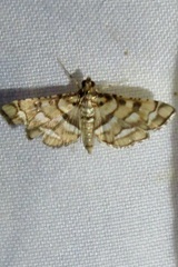 Hileithia magualis