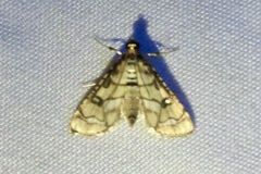 Hileithia magualis