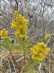 Solidago lepida