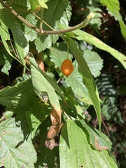 Prosartes smithii