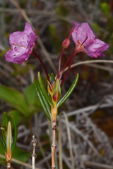 Kalmia microphylla