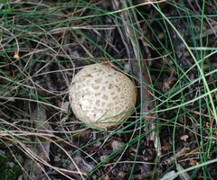 Scleroderma citrinum