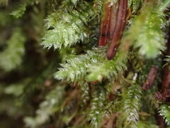 Pseudotaxiphyllum elegans