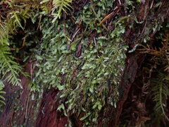 Pseudotaxiphyllum elegans