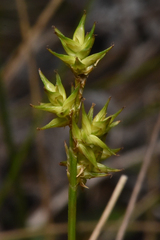 Carex echinata
