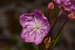 Kalmia microphylla