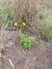 Craspedia variabilis