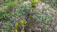 Vaccinium uliginosum