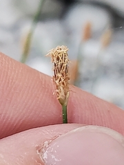Eleocharis compressa
