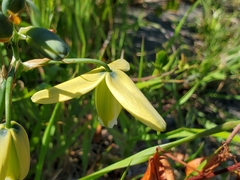 Albuca cooperi