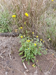 Craspedia variabilis