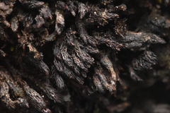 Andreaea megistospora