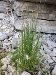 Eleocharis compressa