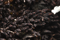 Andreaea megistospora