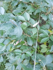 Mecynogea lemniscata