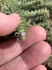 Verbena bracteata