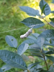 Mecynogea lemniscata