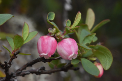 Vaccinium uliginosum