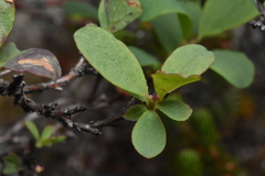 Vaccinium uliginosum