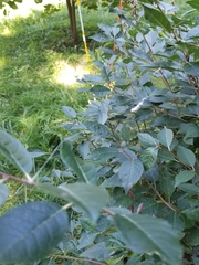 Mecynogea lemniscata