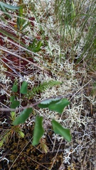 Cladonia uncialis