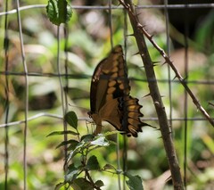 Heraclides cresphontes