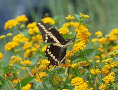 Heraclides cresphontes