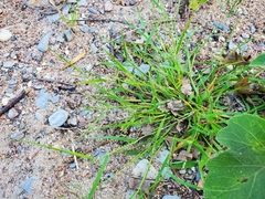 Digitaria ischaemum