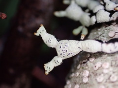 Hypogymnia enteromorpha