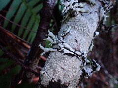 Hypogymnia enteromorpha