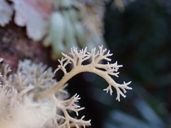 Sphaerophorus tuckermanii