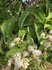 Heptacodium
