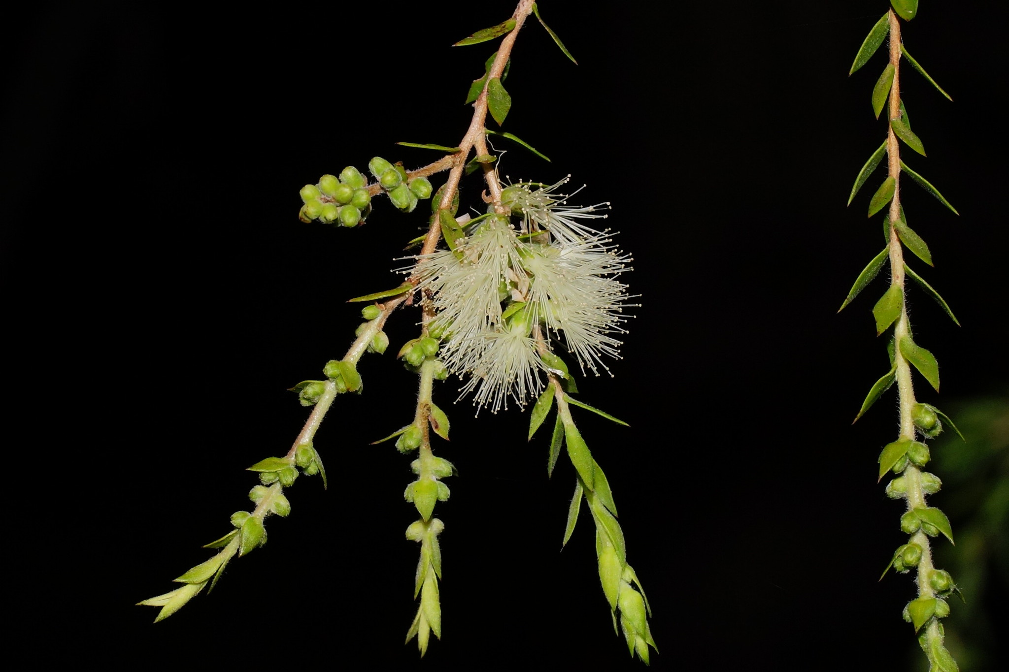 Melaleuca bracteata