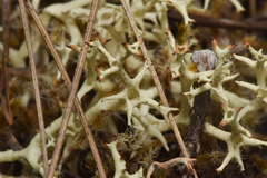 Cladonia uncialis