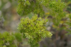 Aceria echii