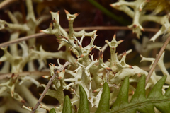 Cladonia uncialis
