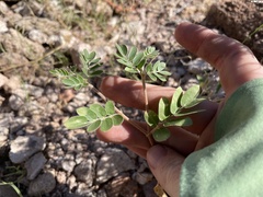 Kallstroemia parviflora