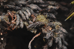 Andreaea megistospora