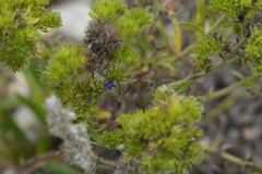 Aceria echii