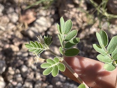 Kallstroemia parviflora