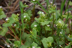 Claytonia