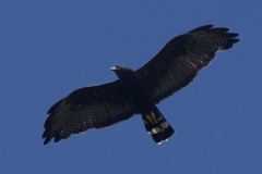 Buteo albonotatus