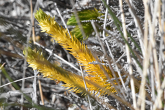 Lycopodiaceae