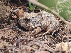Platyplectrum ornatum